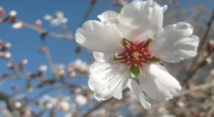 Anamur'da Yalancı Bahar: Ağaçlar Çiçek Açtı