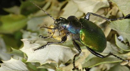 Anamur Ormanlarına 4 Bin Terminatör Böcekler Salındı