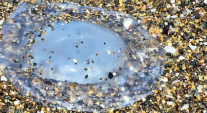 Anamur'da Görülen Zehirli Deniz Anaları Tehlike Saçıyor