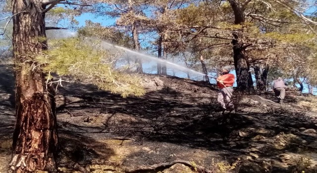 Anamur'da Orman Yangın Büyümeden Söndürüldü