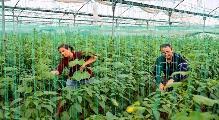 Mersin Büyükşehir’den Örtü Altı Üreticilerine Can Suyu