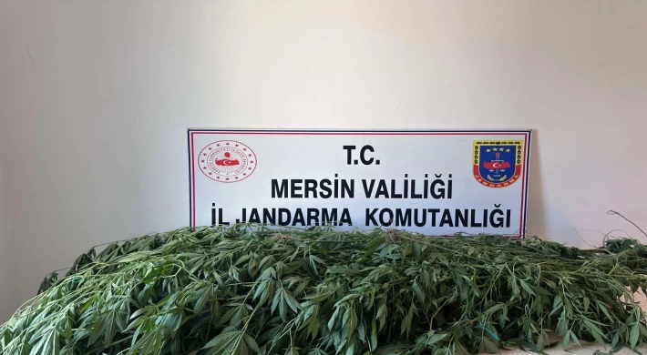 Anamur ve 2 İlçede Yasadışı Kenevir Ekimi Yapanlara Operasyon