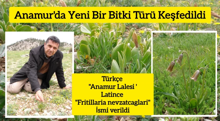 Anamur'da Yeni Bir Bitki Türü Keşfedildi