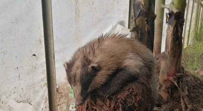 Anamur'da Seralara Zarar Veren Canlı Yakalandı