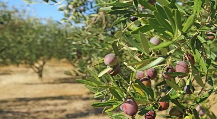 TEMA Vakfı : Zeytin ''MADENE'' Galip Geldi