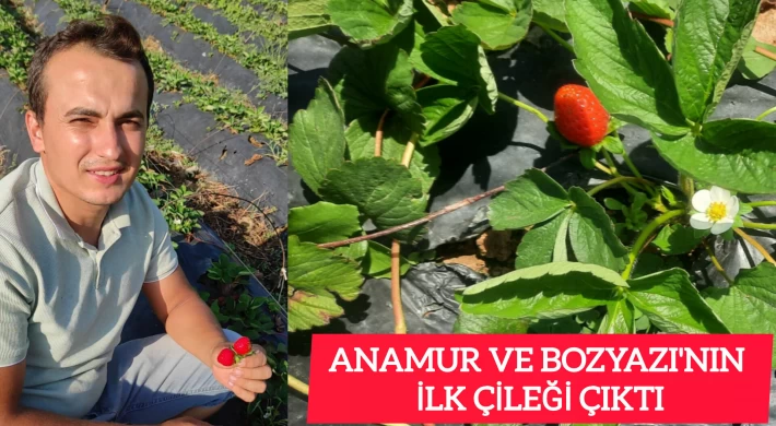 Anamur ve Bozyazı'da Yılın İlk Çileği Çıktı !