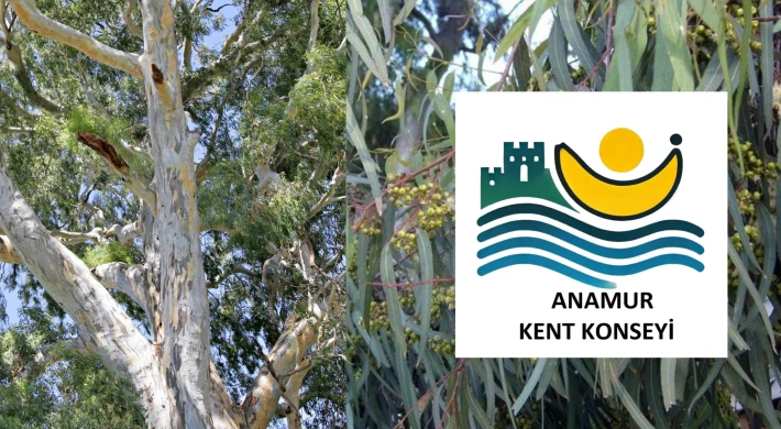 Anamur Kent Konseyi’nden Okaliptüs Açıklaması