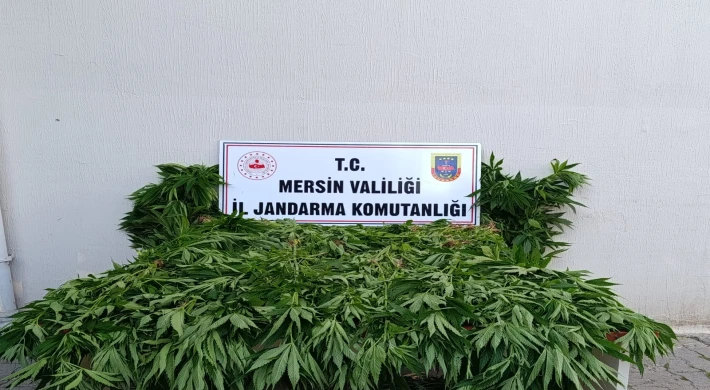 Bozyazı’da Ormanlık Alanda 402 Kök Kenevir Ele Geçirildi: 2 Kişi Tutuklandı