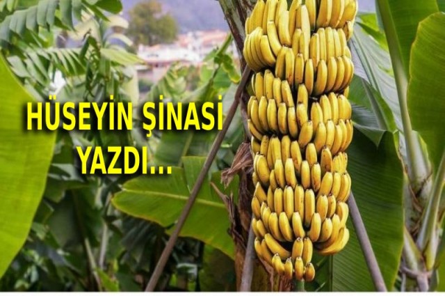 Muzun tadı yok, bu sene…        