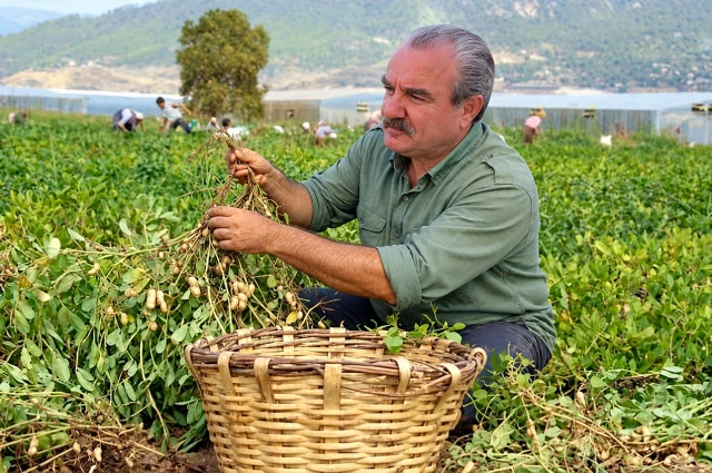 ANAMUR'DA YERFISTIĞI BİR YAŞAM KÜLTÜRÜYDÜ.