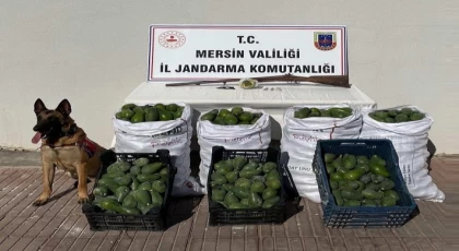 Anamur Jandarma Ekipleri Avokado Hırsızlarını Yakaladı