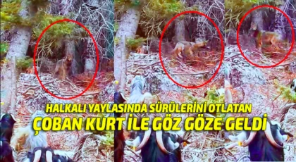 Halkalı Yaylasında Sürülerini Otlatan Çoban, Kurt İle Göz Göze Geldi