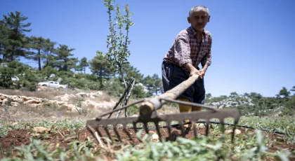 Mersin Büyükşehir’in Desteği İle Üretici Nefes Alıyor