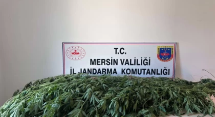 Anamur ve 2 İlçede Yasadışı Kenevir Ekimi Yapanlara Operasyon