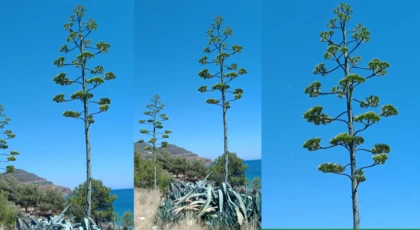 UNESCO’nun Koruma Altına Aldığı “Agave” Sabır Otu Anamur'da Çiçek Açtı