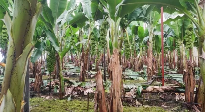 Anamur’da Muz Üreticilerinden Tepki : “Ürün Yok, Fiyat Düşüyor! Buna Kim Dur Diyecek?”