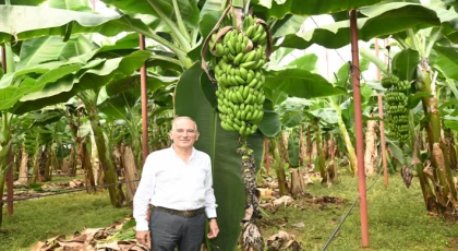 Başkan Deniz; "Muz Üreticilerimizi İthalat Karşısında Ezdirmeyeceğiz"
