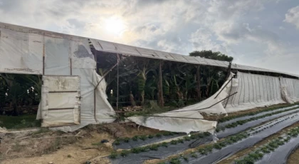 Bozyazı’da Hortum Seraları Vurdu: Üreticiler Çaresiz