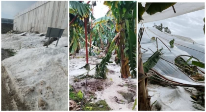 Anamur’da Şiddetli Dolu Yağışı Tarımı Vurdu: Muz Seraları Yıkıldı