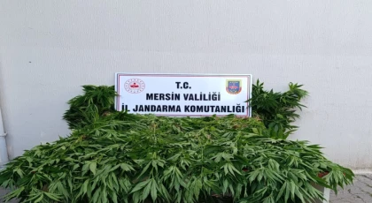 Bozyazı’da Ormanlık Alanda 402 Kök Kenevir Ele Geçirildi: 2 Kişi Tutuklandı
